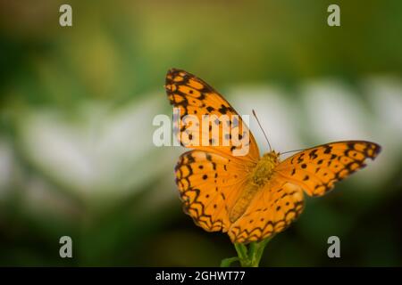 beauté jaune de la nature. papillon léopard commun (phalanta phalantha) Banque D'Images