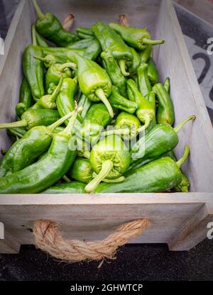 Le Chilis « Padron » vert chaud est en vente au Festival du Chili du manoir de Waddesdon. Banque D'Images