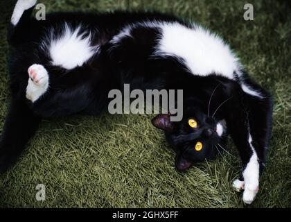 Vue en hauteur d'un chat de tuxedo noir et blanc allongé sur l'herbe dans un jardin Banque D'Images