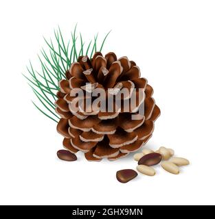 Pignons avec cône en cèdre. Collecte des noix et des graines. Gros plan sur une illustration vectorielle réaliste Illustration de Vecteur