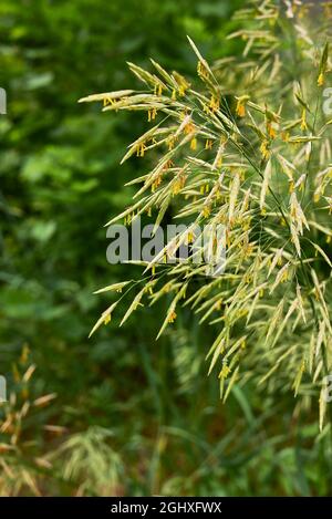 L'herbe de Bromus inermis en fleur Banque D'Images