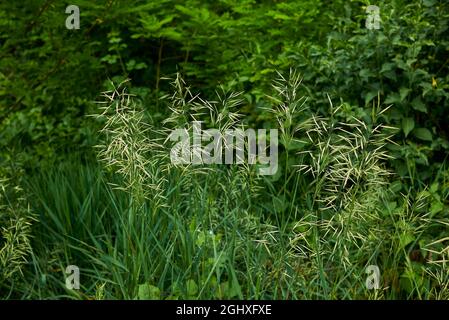 L'herbe de Bromus inermis en fleur Banque D'Images