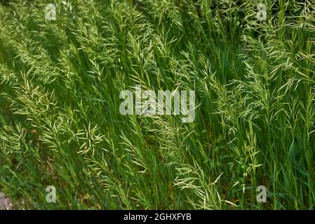 L'herbe de Bromus inermis en fleur Banque D'Images