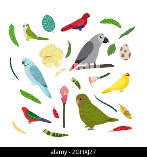 Modèle avec perroquets carrés pour un imprimé enfant. Composition rectangulaire d'oiseaux tropicaux gris africain Jaco, perroquet de chouette, kakariki, parakeet de moine. Ensemble vectoriel de la vie de la jungle dans le style de dessin animé. Illustration de Vecteur