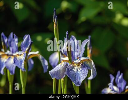 Fleur de l'iris bleu poussant dans un jardin Banque D'Images