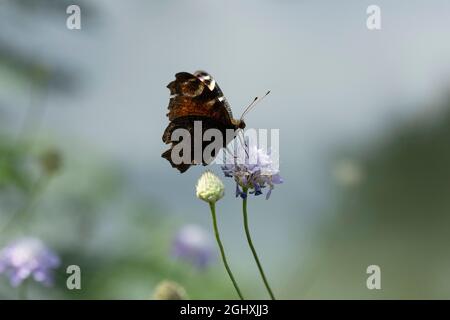 Aglais est un genre holarctique de papillons à pieds brousstés, contenant les tortoiseshells. Banque D'Images