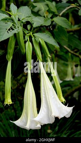 Belle fleur de Brugmansia ou trompette d'Ange sur l'arbre Banque D'Images