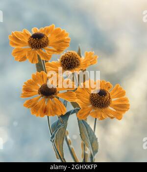 Fleurs macro, 'Helenium' jaune sur fond flou Banque D'Images