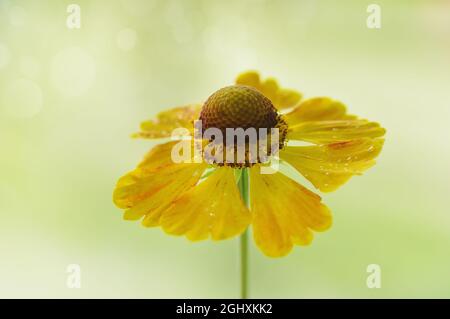 Fleur macro, hélenium jaune sur fond flou et clair Banque D'Images
