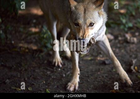 Le loup gris pille et mange de la viande, des morceaux de viande et de terre volent dans des directions différentes. Gros plan sombre. Banque D'Images