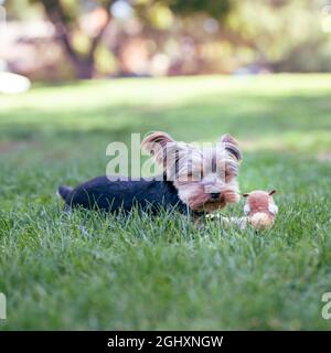 Yorkshire Terrier jouant avec un écureuil farci dans un parc de Grassy Banque D'Images