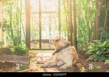 Mignon fauve Labrador se trouve sur un chemin dans le jardin qui attend le propriétaire Banque D'Images