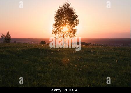 Le soleil couchant brille à travers l'arbre Banque D'Images