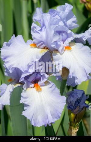 Bleu vif Iris Orange barbes Grand Iris à barbe « Princesse Caroline de Monaco » Banque D'Images