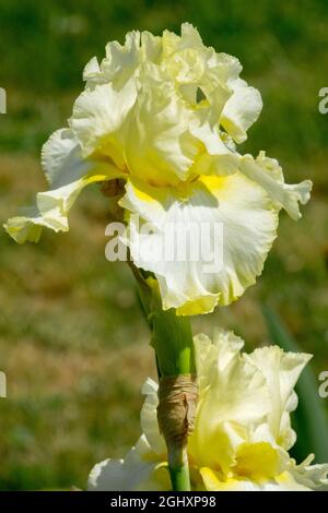 Grande fleur d'iris barbu 'Italian Ice' Blanc citron léger Portrait unique Iris Barbata Falls vibrant drapeaux Vivid Fleur attrayant Iris Banque D'Images
