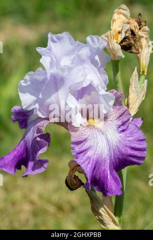 Grand iris barbu 'Night Edition' Portrait simple Barbata Falls vibrant drapeaux Vivid Hardy Banque D'Images