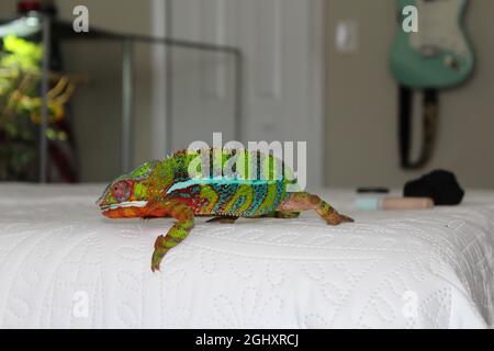 Belles couleurs d'un caméléon, domestiqué marchant sur un lit, animal de plus près Banque D'Images