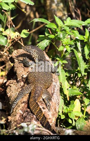 Un lézard de surveillance est assis sur un rocher, au soleil de l'Ouganda. Banque D'Images