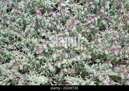 alcanet de dyer, orchanet, Schminkwurz, Alkanna tinctoria. Báránypirosító, Chypre, Europe Banque D'Images