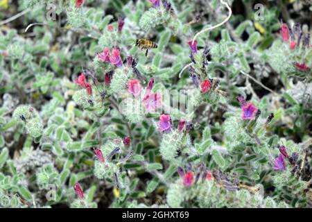 alcanet de dyer, orchanet, Schminkwurz, Alkanna tinctoria. Báránypirosító, Chypre, Europe Banque D'Images