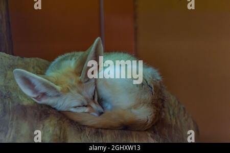 Vulpes zerda petit animal couché avec de grandes oreilles en chaud jour d'été Banque D'Images