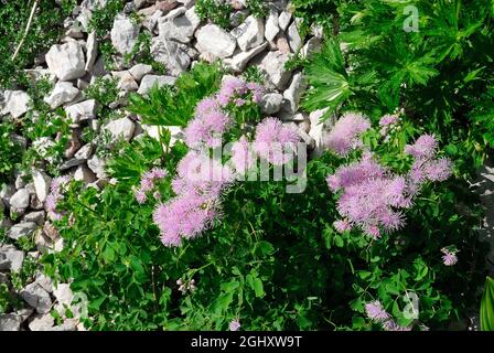 Slovénie, vallée de Lepena, parc national de Triglav. Thalictrum aquilegiifolium. Banque D'Images