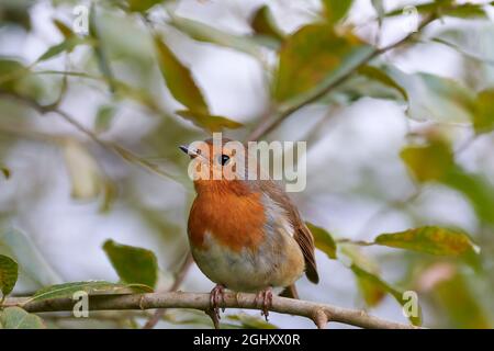Rouge-gorge européen, erithacus rubecula, dans le saule de chèvre, Salix caprea, Argyll, Écosse, Royaume-Uni Banque D'Images