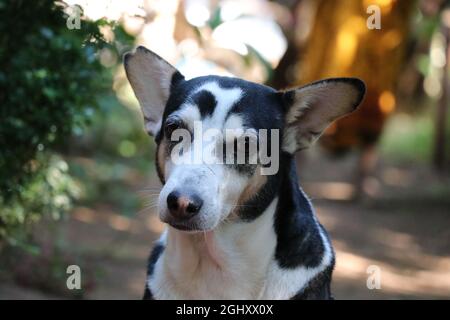 Un chien avec une belle texture sur son visage Banque D'Images