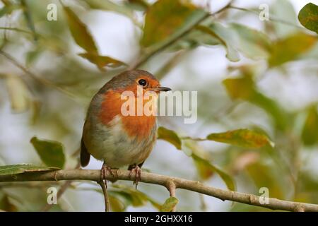 Rouge-gorge européen, erithacus rubecula, dans le saule de chèvre, Salix caprea, Argyll, Écosse, Royaume-Uni Banque D'Images
