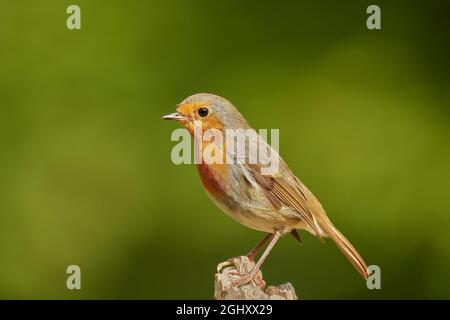 European Robin, erithacus rubecula, Argyll, Écosse, Royaume-Uni Banque D'Images