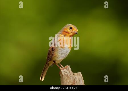 European Robin, erithacus rubecula, Argyll, Écosse, Royaume-Uni Banque D'Images