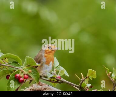 European Robin, erithacus rubecula, on Cotonoaster bullatus, Argyll, Écosse, ROYAUME-UNI Banque D'Images