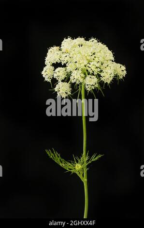 Fleur de carotte et feuillage isolés contre le noir Banque D'Images