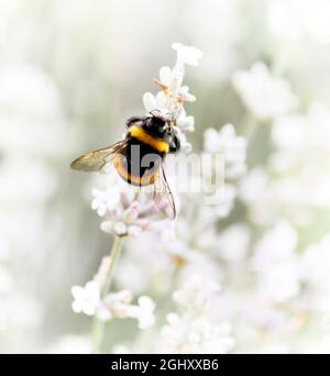 Une abeille (bombus) sur une lavande blanche (Lavandula angustifolia Arctic Snow) dans un jardin Banque D'Images