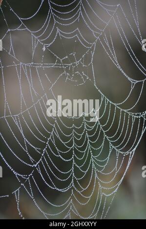 Gouttes de pluie capturées sur une toile d'araignée Banque D'Images