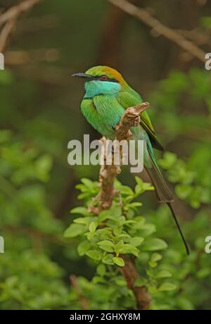 Manique verte asiatique (Merops orientalis ceylonicus) adulte perché sur la branche (race endémique du Sri Lanka) Yala NP, Sri Lanka Décembre Banque D'Images