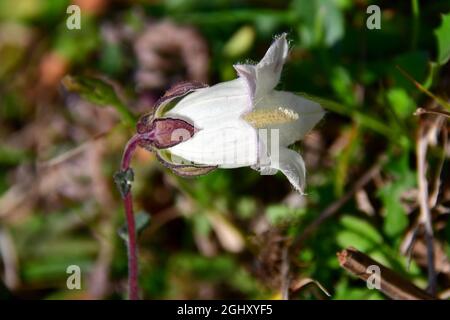 bellflower, Glockenblume, Campanula, harangvirág, Géorgie, Europe Banque D'Images