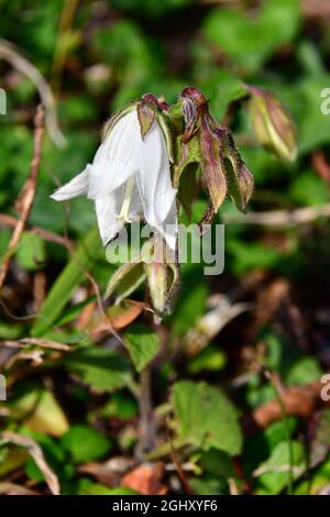 bellflower, Glockenblume, Campanula, harangvirág, Géorgie, Europe Banque D'Images