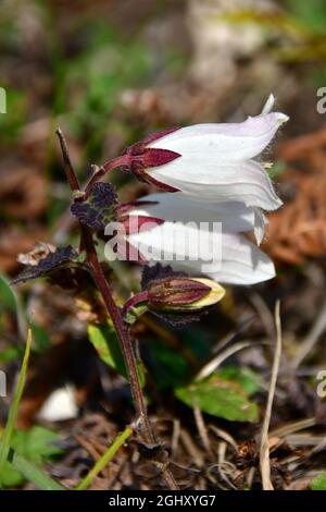 bellflower, Glockenblume, Campanula, harangvirág, Géorgie, Europe Banque D'Images