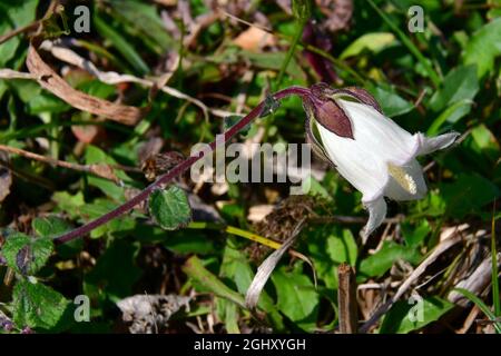 bellflower, Glockenblume, Campanula, harangvirág, Géorgie, Europe Banque D'Images