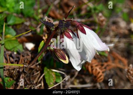 bellflower, Glockenblume, Campanula, harangvirág, Géorgie, Europe Banque D'Images