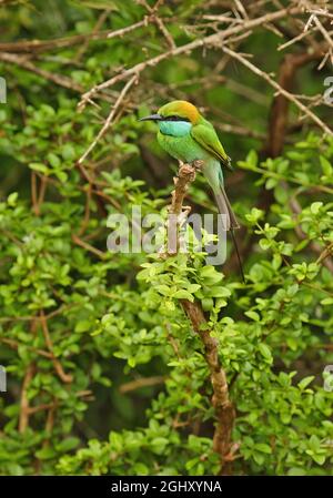 Manique verte asiatique (Merops orientalis ceylonicus) adulte perché sur la branche (race endémique du Sri Lanka) Yala NP, Sri Lanka Décembre Banque D'Images