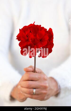 Femme méconnaissable tenant une fleur de pélargonium rouge dans ses mains. Mise au point sélective. Banque D'Images