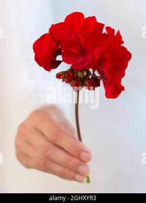 Femme méconnaissable tenant une fleur de pélargonium rouge dans sa main. Mise au point sélective. Banque D'Images