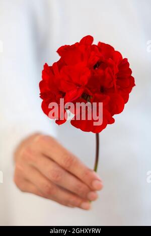 Femme méconnaissable tenant une fleur de pélargonium rouge dans sa main. Mise au point sélective. Banque D'Images