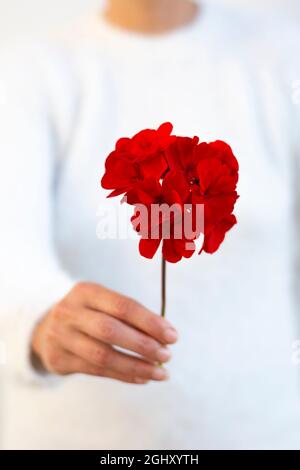 Femme méconnaissable tenant une fleur de pélargonium rouge dans sa main. Mise au point sélective. Banque D'Images