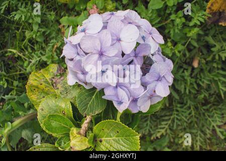 Fleurs d'Hydrangea serrata Banque D'Images