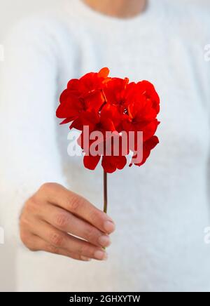 Femme méconnaissable tenant une fleur de pélargonium rouge dans sa main. Mise au point sélective. Banque D'Images