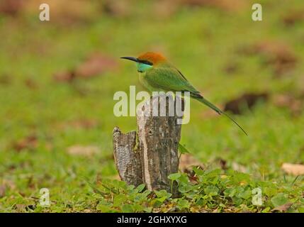 Manique asiatique verte (Merops orientalis ceylonicus) adulte perché sur une souche morte (race endémique du Sri Lanka) Yala NP, Sri Lanka Décembre Banque D'Images