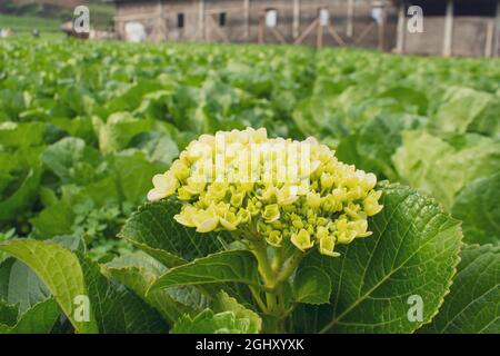 Fleurs d'Hydrangea serrata Banque D'Images